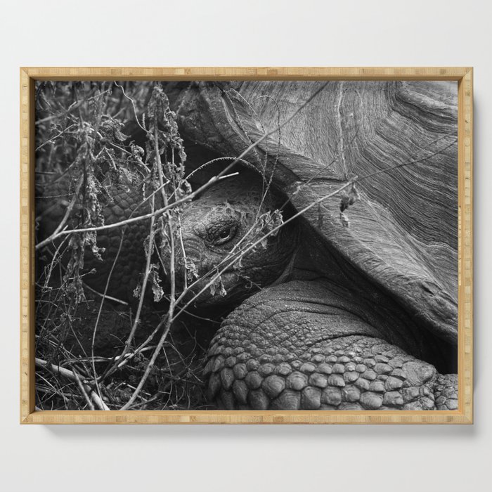 Peek a boo - Giant Galapagos Tortoise portrait Serving Tray