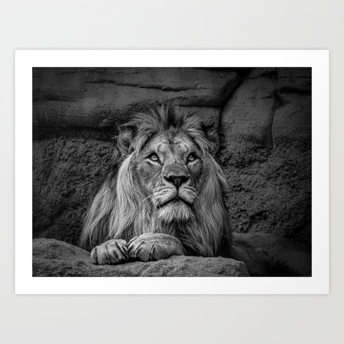 Regal African male lion in repose black and white nature portrait photographic art print Art Print