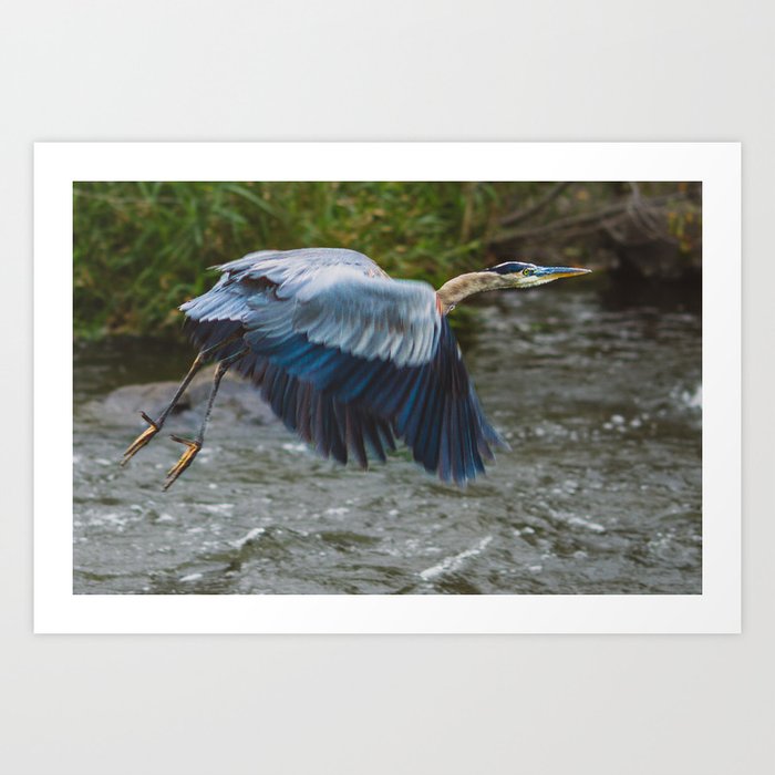 Flying Blue Heron Art Print By Saimaging Society6