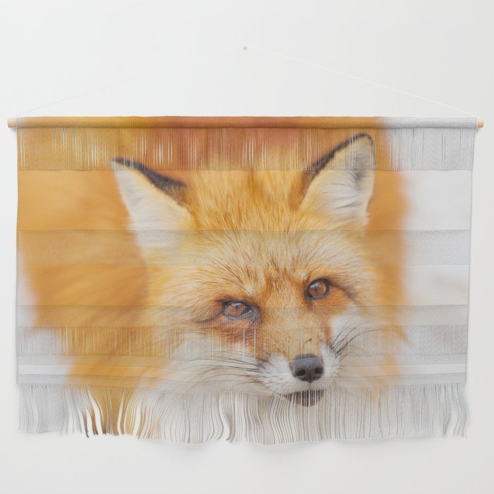 Japanese red fox resting, sleeping and playing in the white snow forest background in Japan Wall Hanging