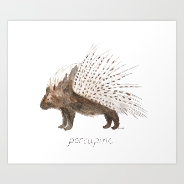 Porcupine Art Print