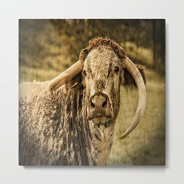 Vintage Longhorn Cattle Metal Print | Bull, Longhorn, Longhorncattle, Photo, Cattle, Englishlonghorncattle, Cow, Longhorncow, Animal, Field 
