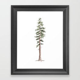Coastal Redwood Watercolor Framed Art Print