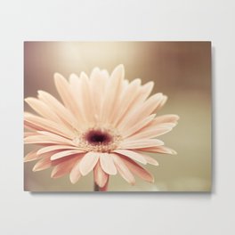 Peach Daisy Flower Photography, Brown Nature Floral Botanical Photo Metal Print