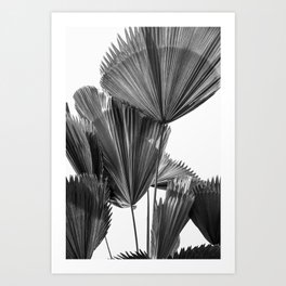 Fan Tropical Leaves | Palm Trees | California | Palm Trees Prints Art Print