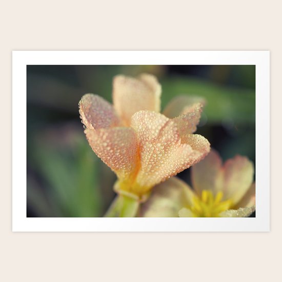 Morning Dew Art Print