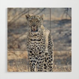 South Africa Photography - White Leopard In The Winter Weather Wood Wall Art