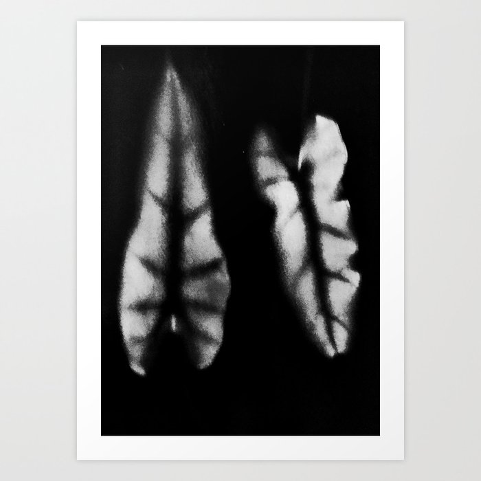 Ghostly Pair of Leaves Photogram Art Print