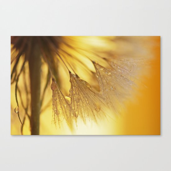 Dandelion Light Canvas Print