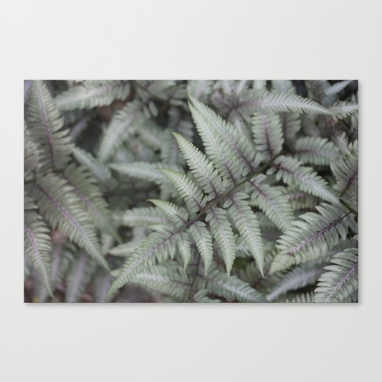 Fern Canvas Print