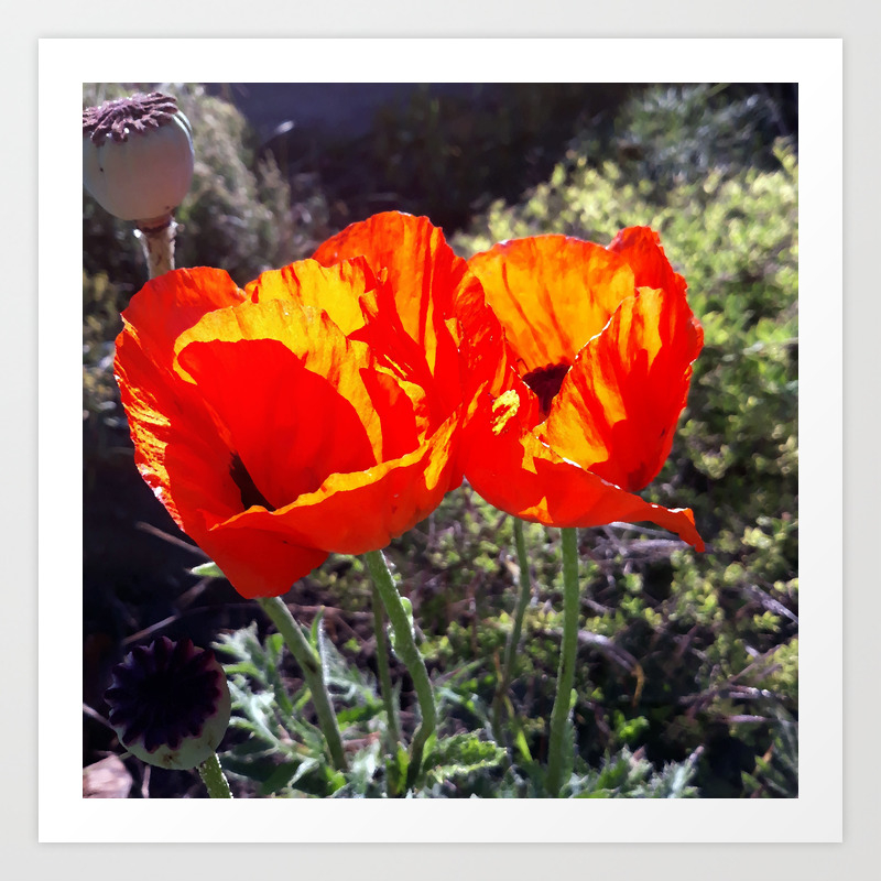 Poppies Oil Painting Art Print By Linya Society6