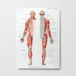 Vintage French Human Anatomy Chart Metal Print