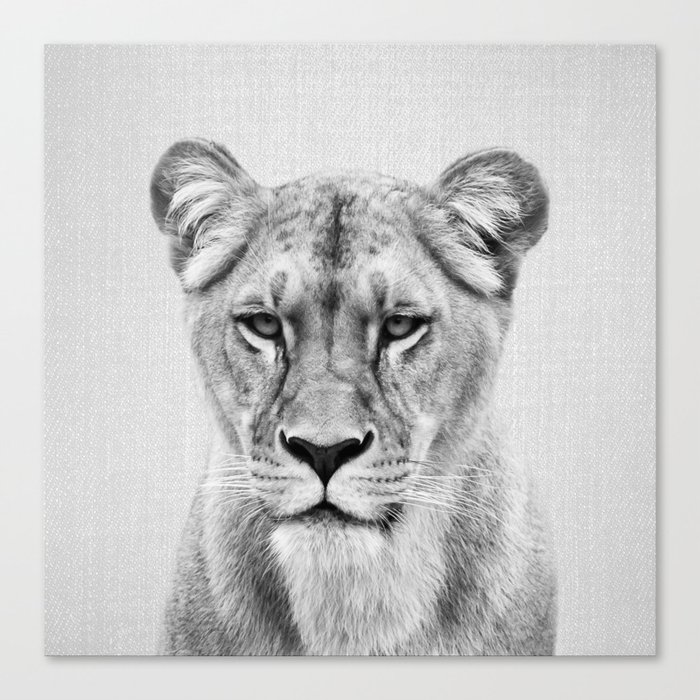 Lioness - Black & White Canvas Print