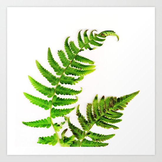 Fern on white Art Print