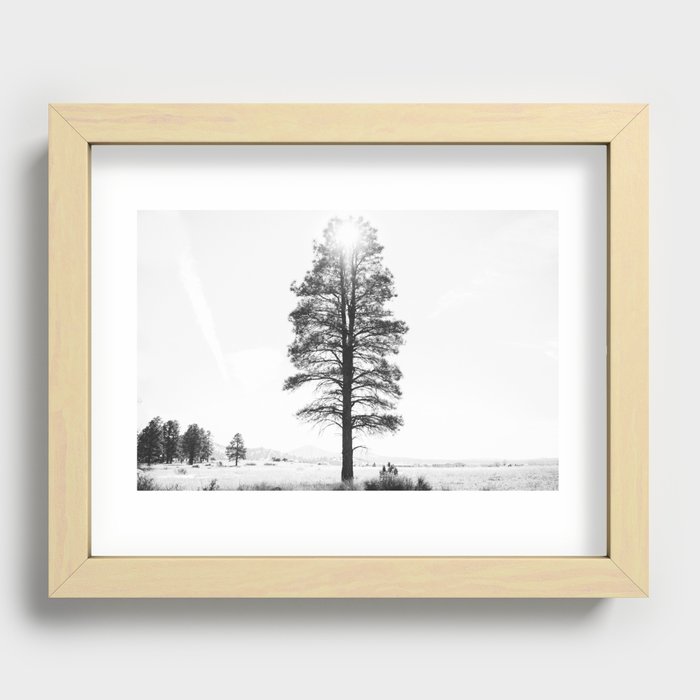 Black and White Pine Recessed Framed Print
