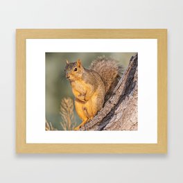 Squirrel On A Tree Trunk  Framed Art Print