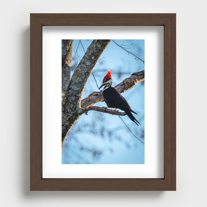 Pileated Woodpecker Recessed Framed Print