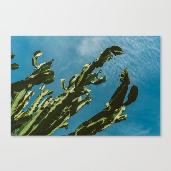 Cactus Sky III Canvas Print