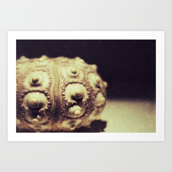 Urchin Art Print