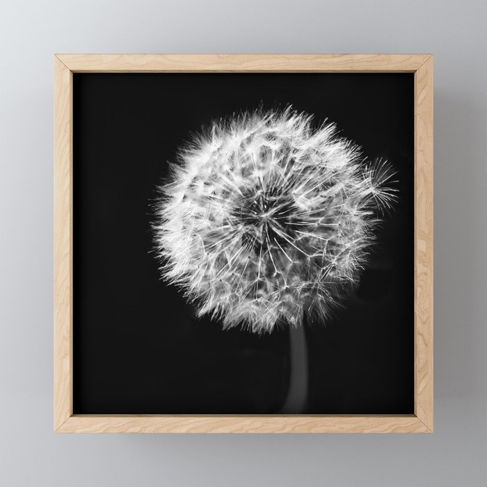 Black and White Dandelion Framed Mini Art Print