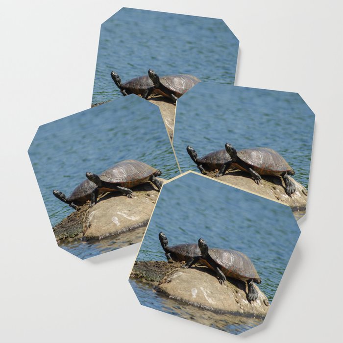 Sunshine Rock with Turtles Animal / Wildlife Photograph Coaster and more