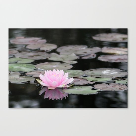The Lily Pad Canvas Print