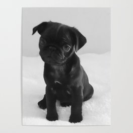 Pug Mitxiru Poster