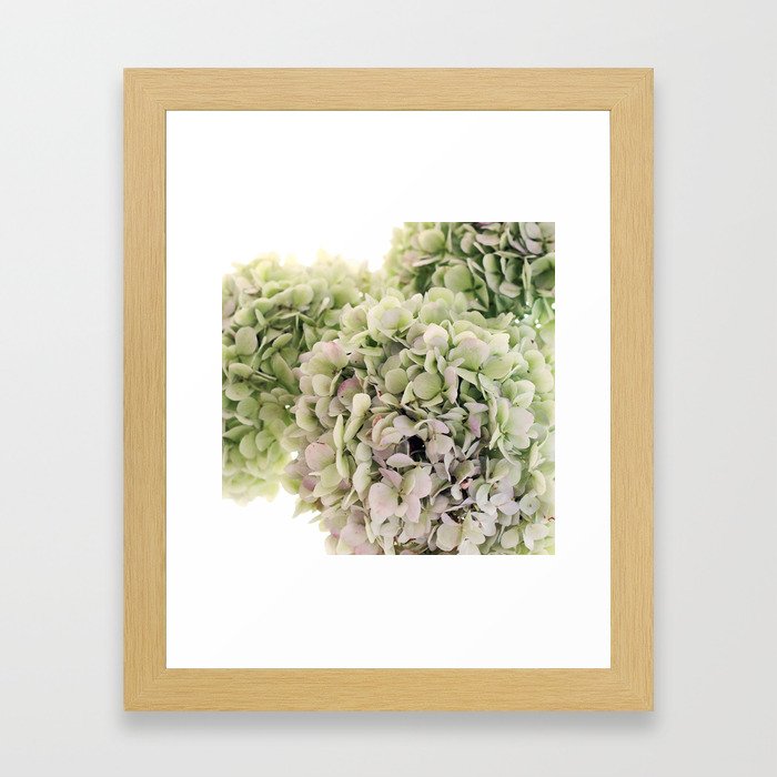Hydrangea Framed Art Print By Hilaryupton Society6 Hydrangea Framed Art Print