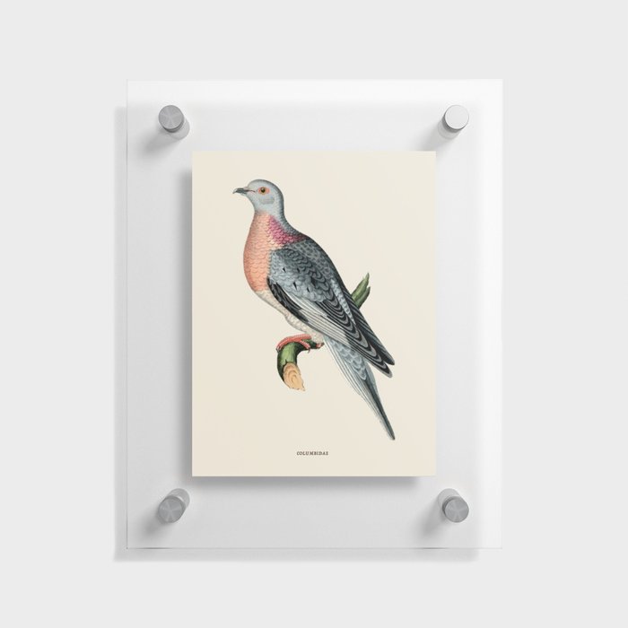 Pigeon Antique Naturalist Illustration Floating Acrylic Print