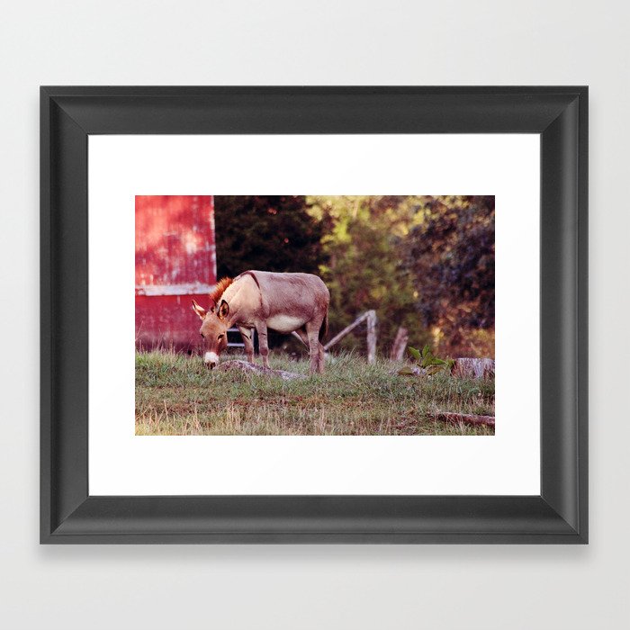 donkey Framed Art Print