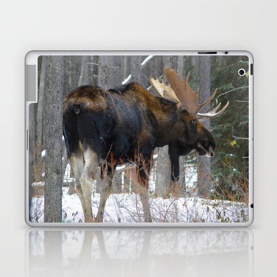 Massive male moose on the loose in Jasper National Park Laptop & iPad Skin
