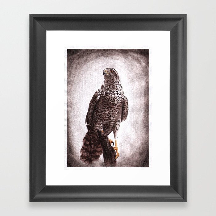 Falcon (3c) Framed Art Print