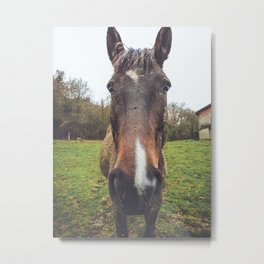 Horse Face Portrait - Farm Animals and Nature Photography Metal Print | Farmhouse, Looking, Funny, Countryside, Kids, Rural, Head, Children, Rustic, Face 