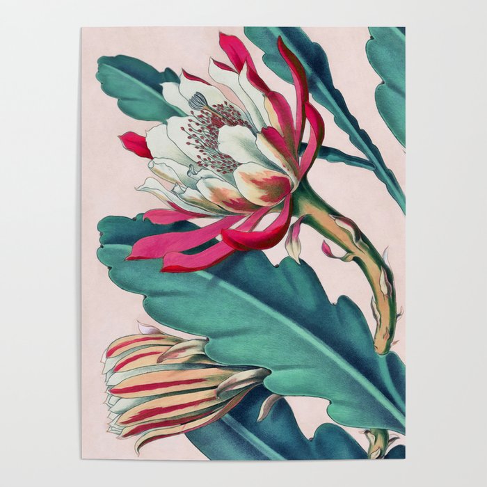 Flowering cactus IV Poster