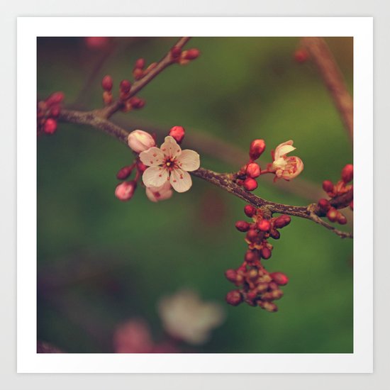 Lovely Cherry Blossom Art Print