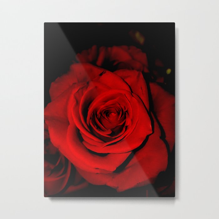 red rose Metal Print