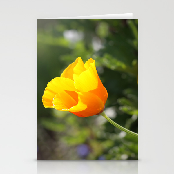 Sunlit Eschscholzia Californica Stationery Cards by quintessentialarts