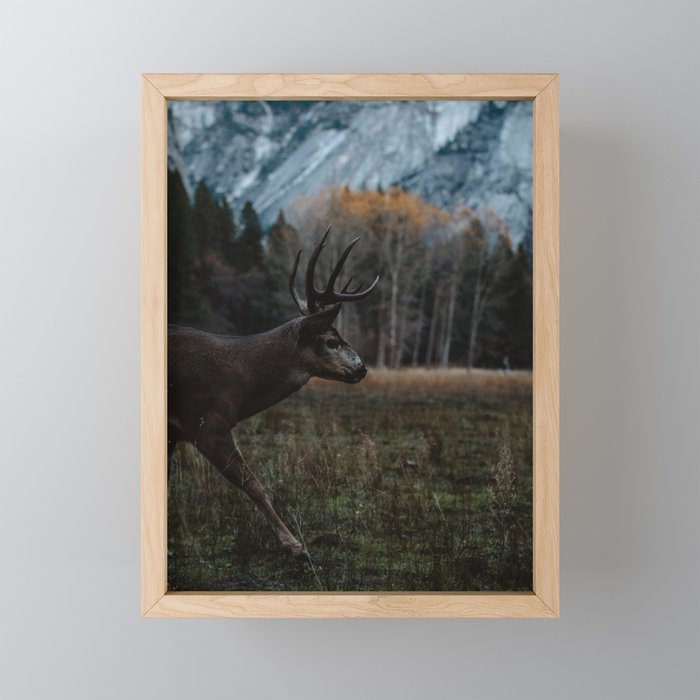 Yosemite Mule Deer Framed Mini Art Print