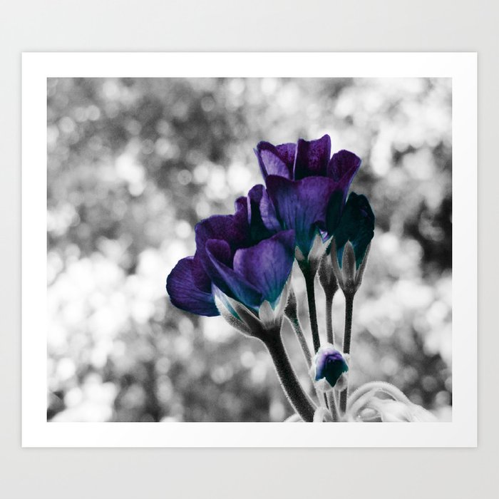 Flowers Violet Dark Teal Pop of Color Art Print