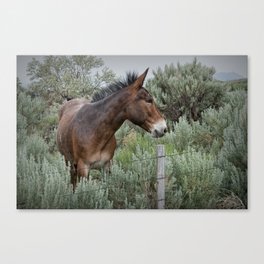 Mule in Wyoming Canvas Print