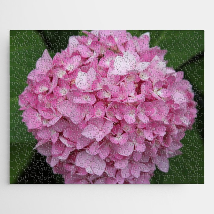 Pink Hydrangea in Full Bloom Jigsaw Puzzle