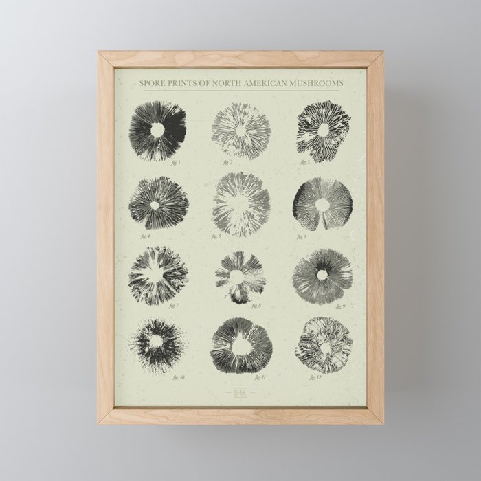 Spore Prints of North American Mushrooms (Black on White) Framed Mini Art Print