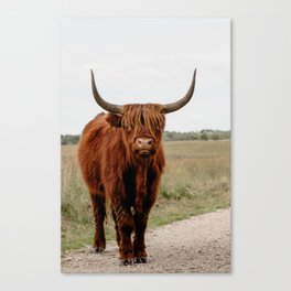 Highland Cow in nature | Scottish Highlanders, cattle in the Netherlands | Wild animals | Fine art travel and nature photography art print Canvas Print