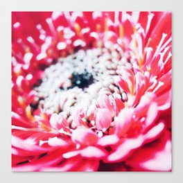 Close up Dahlia 20 Canvas Print