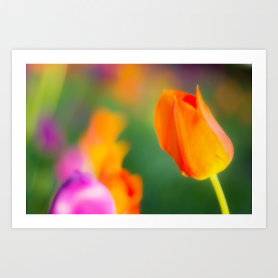 Spring beauties Art Print