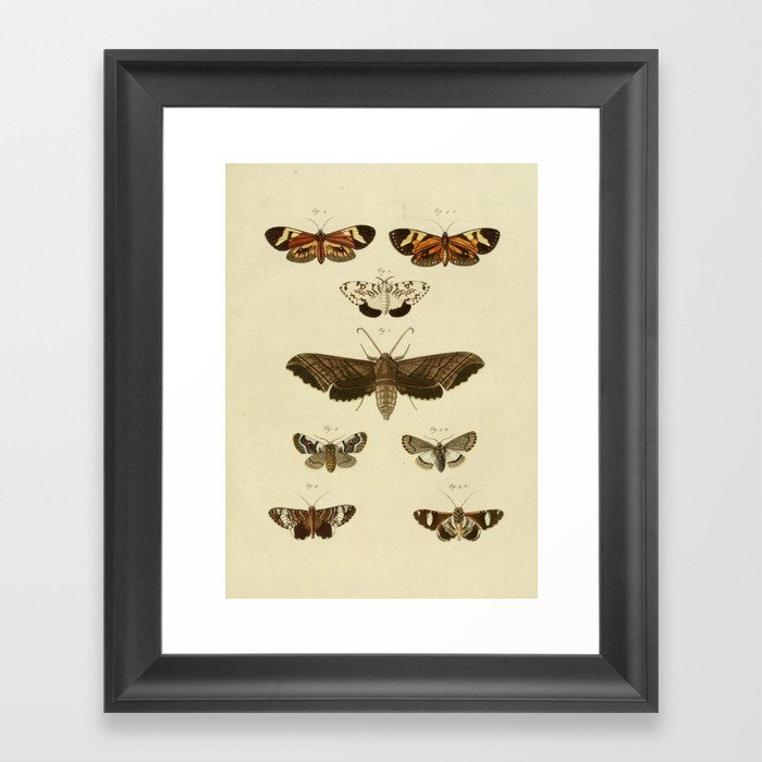 Vintage Moths Framed Art Print