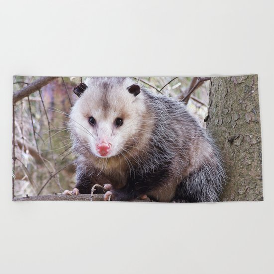 Possum Staredown Beach Towel