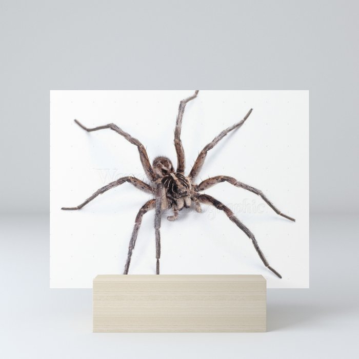 Creepy Spider Mini Art Print
