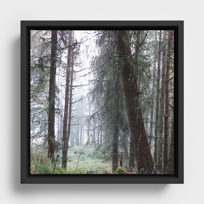 Scottish Pine Forest Misty View in Afterglow Framed Canvas
