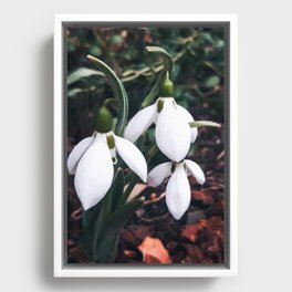 Snowdrops in the garden in February Framed Canvas